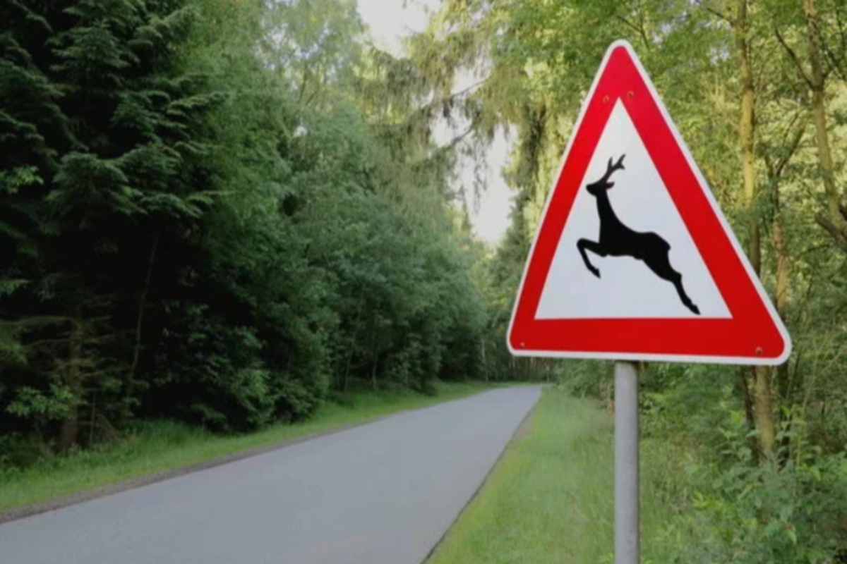 В Чувашии кабаны и лоси стали чаще выбегать на дороги, усложнив аварийную ситуацию
