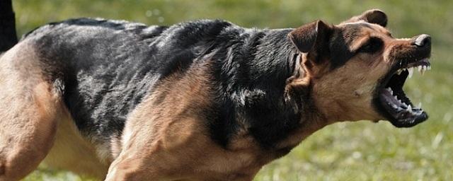 В Сергиевом Посаде собака напала на пятиклассника