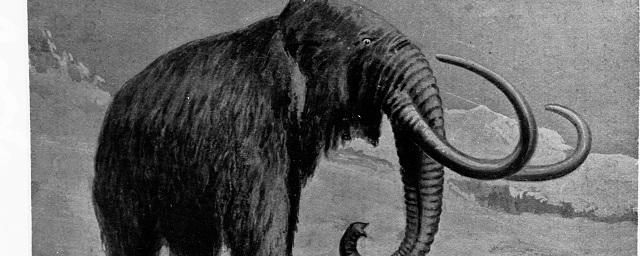 Американские ученые захотели воскресить мамонтов и поселить их в Сибири