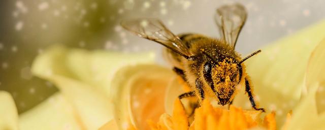 Собирают пчелы пыльцу с конопли марихуана для будущих отцов