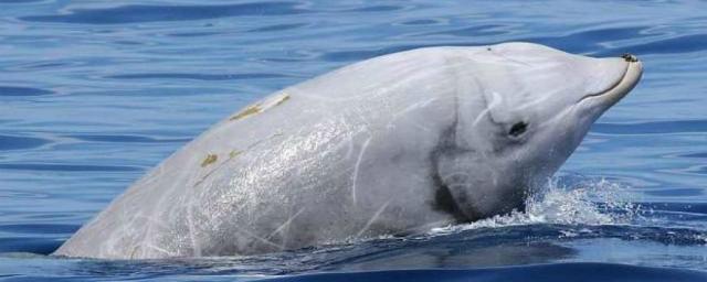 Клювый кит установил новый мировой рекорд по погружениям среди млекопитающих