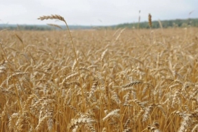 На поддержку аграриев в Тульской области направили 1 млрд рублей