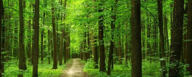 В Йошкар-Оле реализуется программа «Чистый лес»