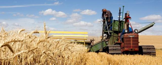 Россия нарастила экспорт пшеницы в январе больше чем на 25%