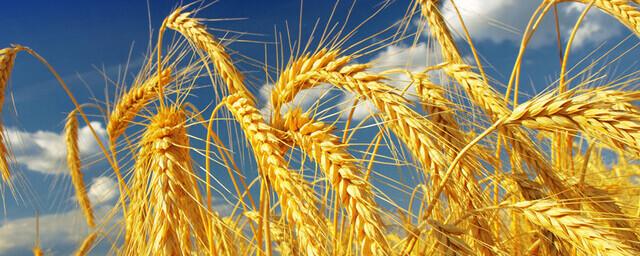 Посол Намибии в России Кашуупулва: Ниже 10% упадёт доля импорта пшеницы из РФ в республику