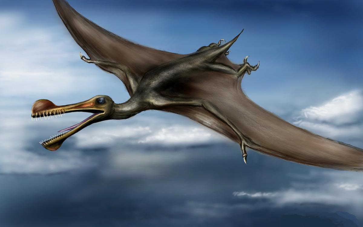 Предки птиц стали теплокровными 75 млн лет назад