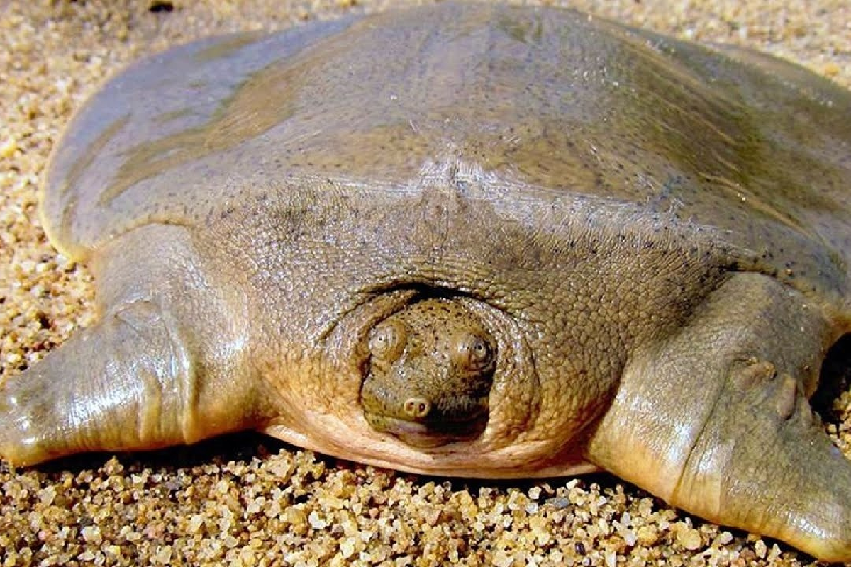 В Индии обнаружили мягкотелую черепаху, которую считали вымершей