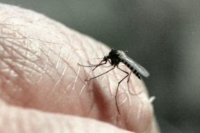 Врач Лукашев: укус комара может привести к попаданию паразита в глаза