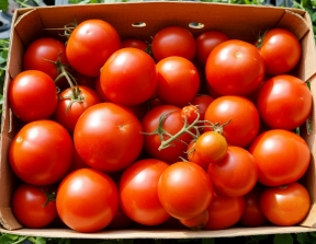 Аграрии Херсонщины раскрыли планы по результатам овощной кампании