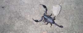 Жители Пермского края обнаружили чёрного скорпиона на детской площадке
