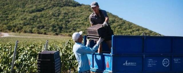 На Кубани в рамках уборки винограда планируют собрать около 225 тысяч тонн ягоды