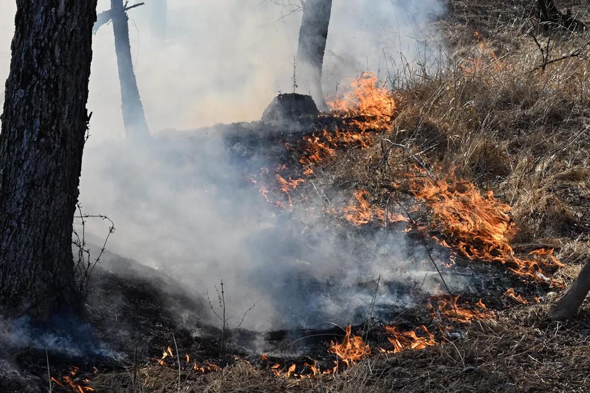 В России за сутки ликвидировали 65 лесных пожаров