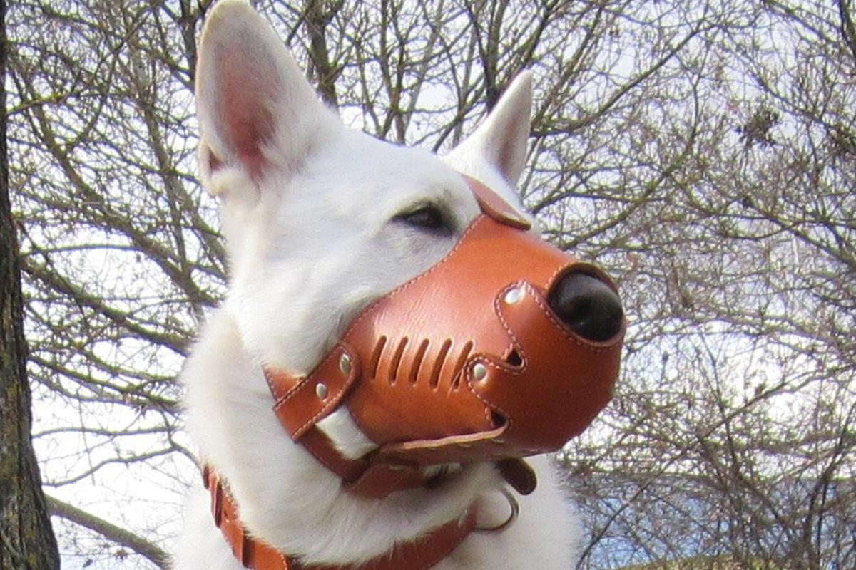 В Новгородской области оштрафовали 50 владельцев собак за самовыгул питомцев