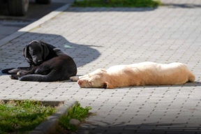 Реестр заводчиков домашних питомцев появится в России