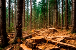 В Краснодарском крае в 2026 году восстановят леса на площади 160 гектаров