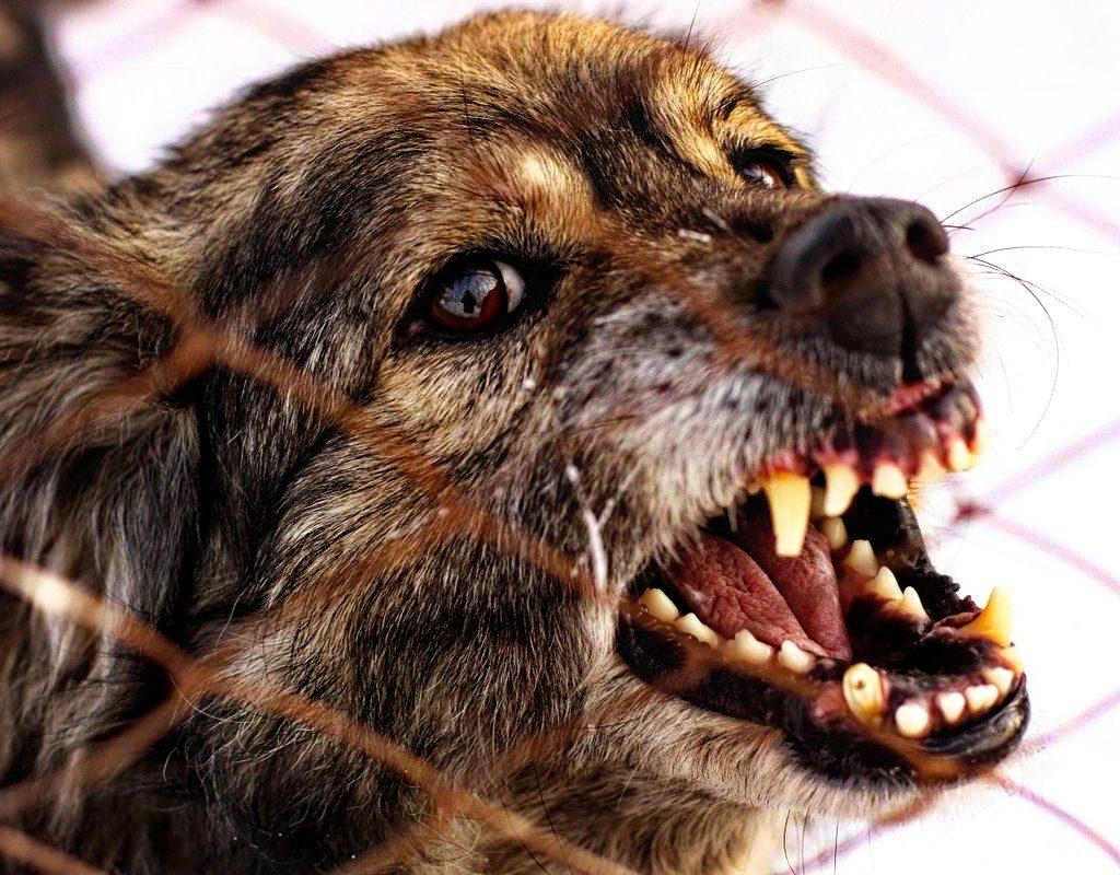 Бродячая собака заразила бешенством мужчину в поселке Агинское