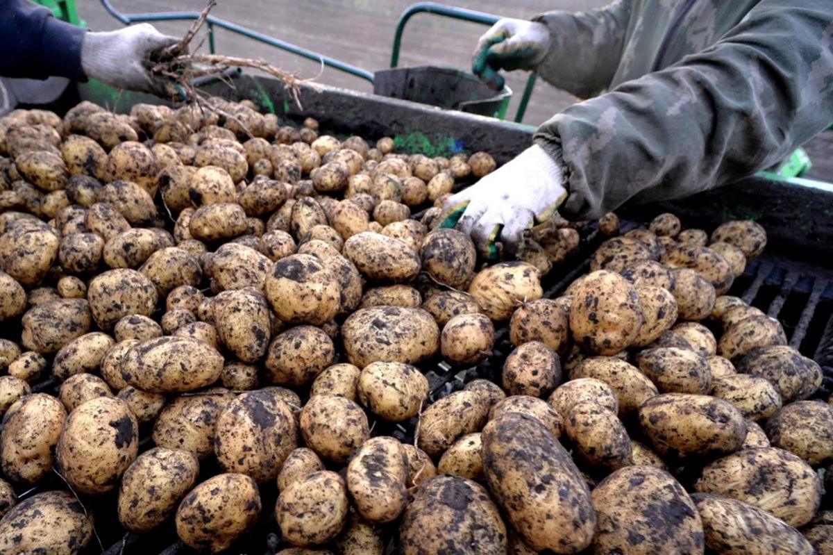 В Новосибирске предупредили об опасности зеленого картофеля, содержащего яд