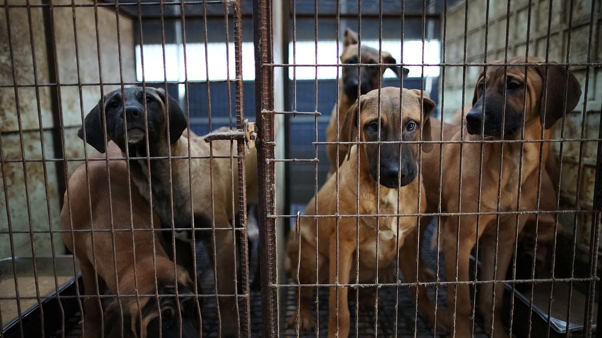 Россия может помочь Южной Корее перейти с собачатины на козлятину