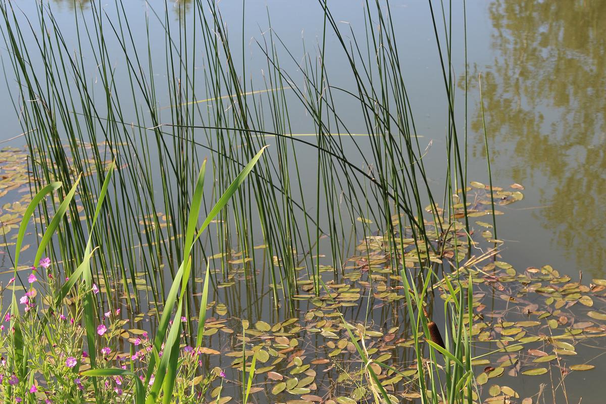 В ГИМС Поморья заявили о сдерживании числа трагедий на воде