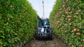 В Краснодарском крае каждый год создают около 220 гектаров питомников