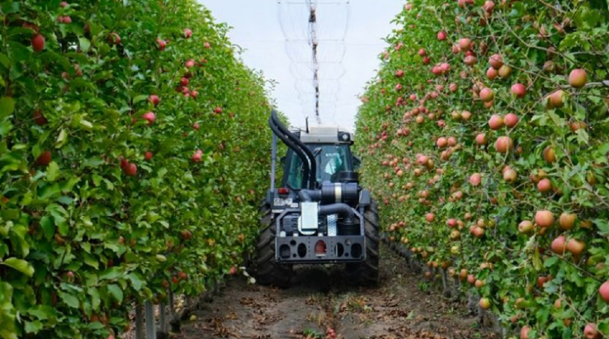 В Краснодарском крае каждый год создают около 220 гектаров питомников