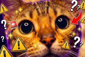 Кот смотрит в стену и замирает? Ветеринары назвали причину. Когда бить тревогу?