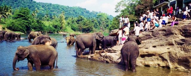 Шри-Ланка ввела бесплатные визы для российских туристов