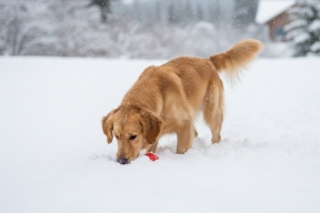 Кинологи объяснили особенности работы собачьего обоняния в зимний период