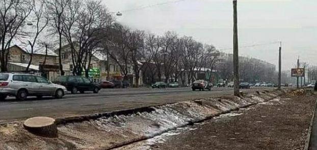 По поручению президента Казахстана в Алматы расследуют незаконную вырубку деревьев