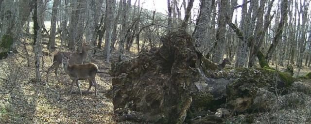 Фотоловушки засняли в лесах Севастополя благородного оленя