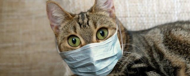 В Якутске проверяют на коронавирус собак и кошек
