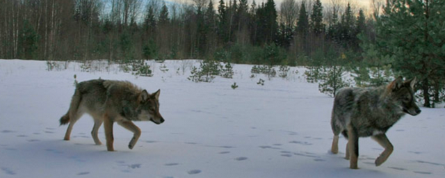Вологодские охотники получат 800 тысяч рублей за добытых волков