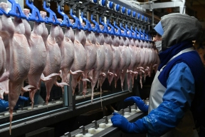В Марий Эл 36 работников птицефабрики доставлены в больницу