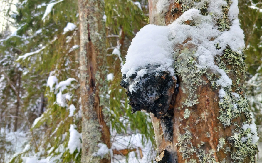 В 2025 году из Кировской области экспортировано более 33 тонн березовой чаги