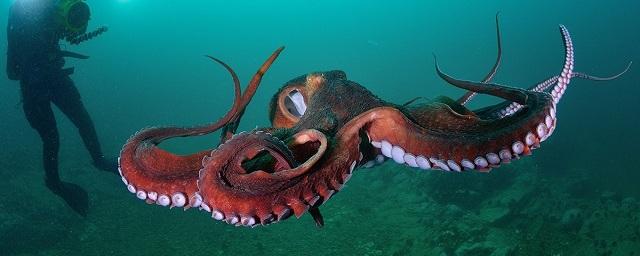 Ученые обнаружили в Тихом океане новый вид гигантских осьминогов