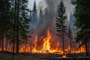 Под Ростовом сотни гектаров леса превращаются в огненный ад