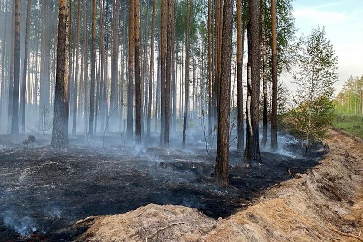 С начала пожароопасного сезона в Марий Эл произошел 51 лесной пожар