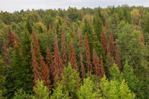 На Южном Урале установили новые фитосанитарные зоны из-за опасного вредителя хвойных лесов