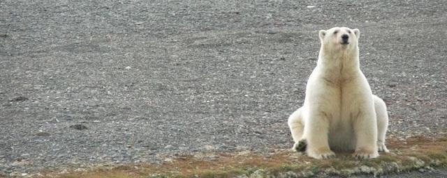 В чукотском заповеднике «Остров Врангеля» запустят беспилотники для подсчета белых медведей