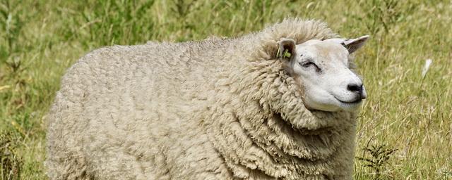Ирландские ученые предложили изготавливать удобрения из овечьей шерсти