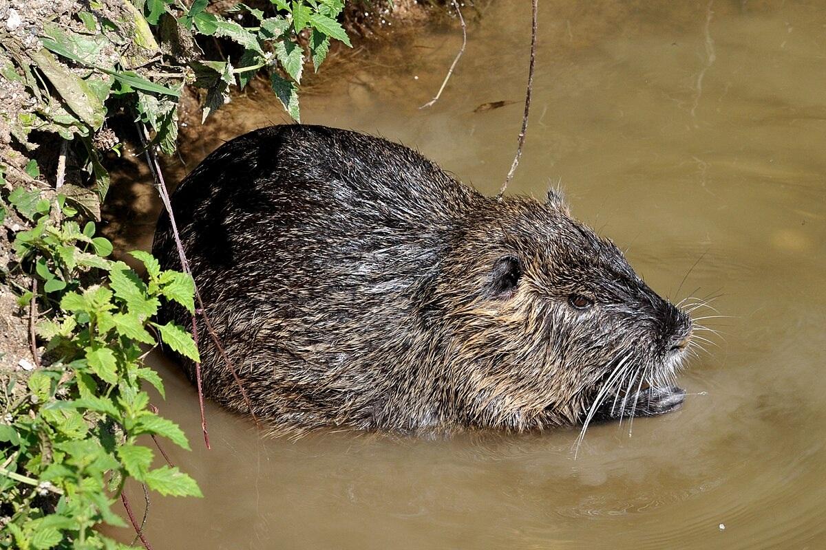 В Новосибирской области расселяют бобров и разрушают запруды