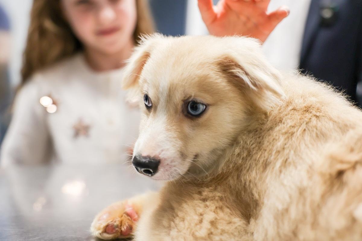 Девочка из ДНР, переехавшая в Подмосковье, получила долгожданный подарок от Путина