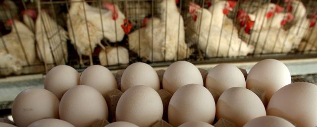 Минсельхоз России обсуждает повышение пошлины на ввоз яиц