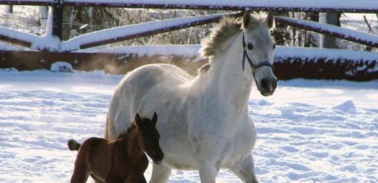 В Быковском районе 35-летний мужчина украл лошадь и жеребенка