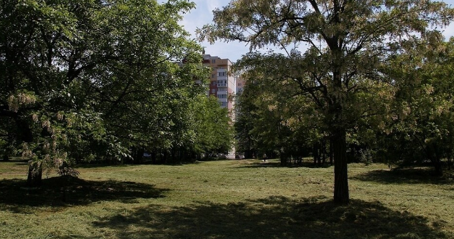 В Краснодаре во время благоустройства парка высохли деревья