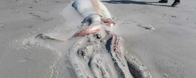Труп гигантского кальмара выбросило на пляж в Новой Зеландии