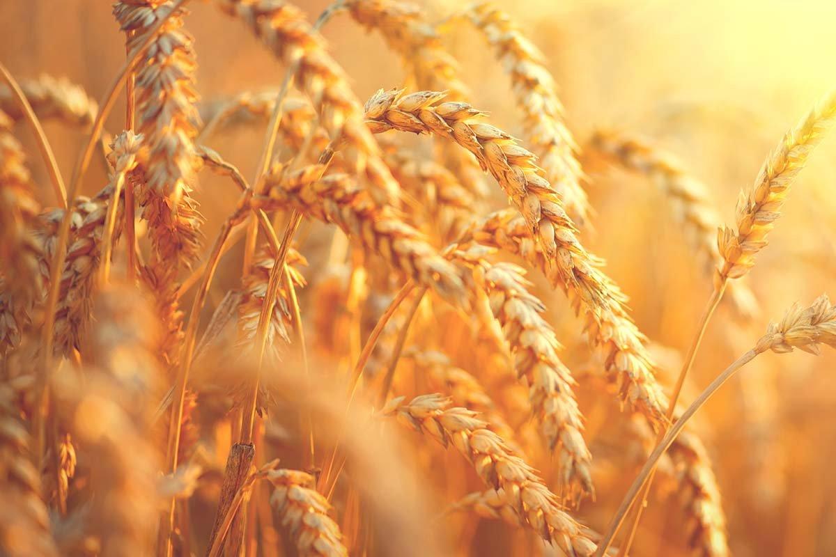 В Андроповском округе произошел умышленный поджог пшеничных полей