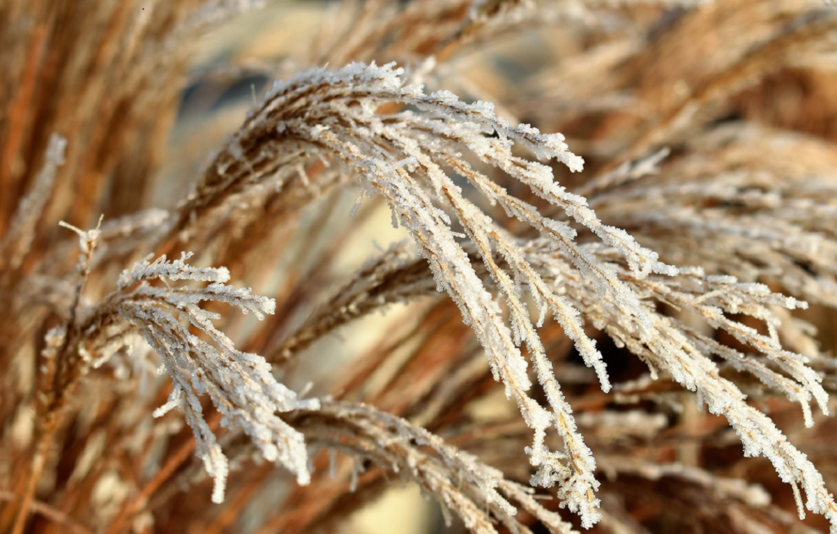 Экономит Климанов рассказал о последствиях потерянного урожая из-за майских заморозков