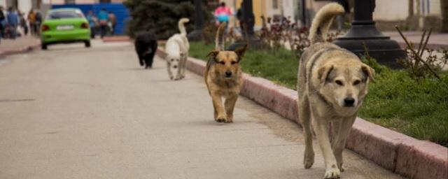 Чиновники Камышина предлагают населению собрать деньги на отлов бездомных собак