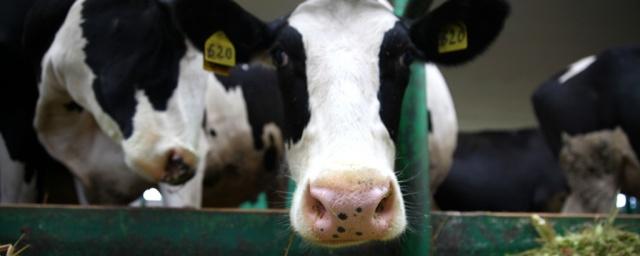 В Нижегородском регионе растет производство молока